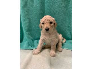 Goldendoodle-puppy's beschikbaar