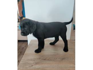 Labrador Pups