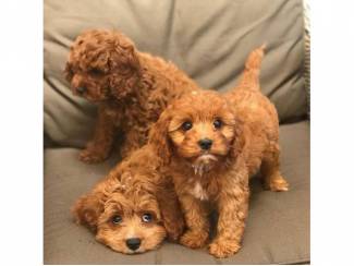 Cavapoo-puppy's