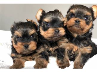 Mooie Yorkie-puppy's