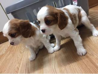 Leuke en schattige Cavalier King Charles Spaniel-puppy's te koop