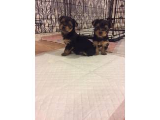 Hartverscheurende yorkie-puppy's