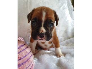 Prachtig nest KC boxerpuppy's