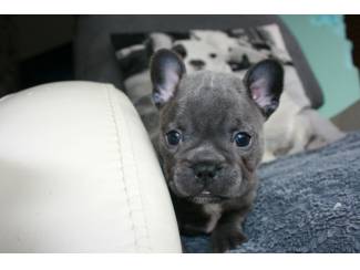 Schattige mannelijke en vrouwelijke Franse Bulldog-puppy's