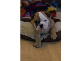 Prachtige Engelse Bulldogsn-puppy's te koop