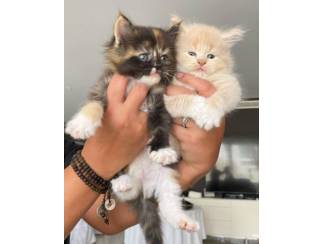 Maine Coon 100% - kittens