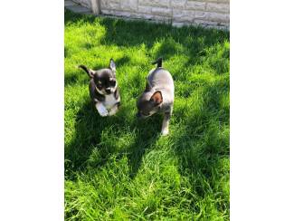 Chihuahua Puppies voor adoptie