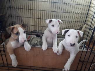 Schattige bull terrier-puppy's