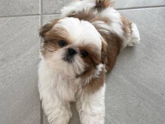 Shih Tzu-puppy's klaar