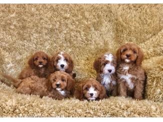 Schattige Cavapoo-puppy's te koop