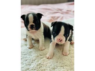 Ik heb een mannelijke en een vrouwelijke Boston Terrier-puppy bes