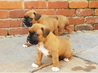 Healthy Boxer puppies for sale